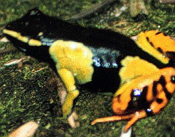 n01644900_12574_scale_1.3.JPEG