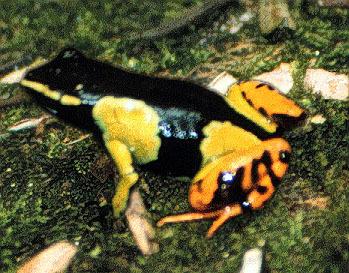 n01644900_12574_scale_1.JPEG